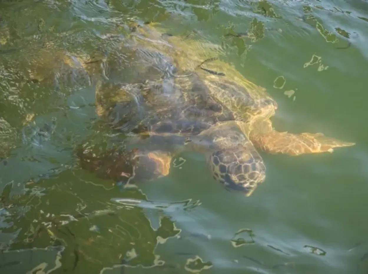 Dalyan Caretta Caretta Tekne Turu